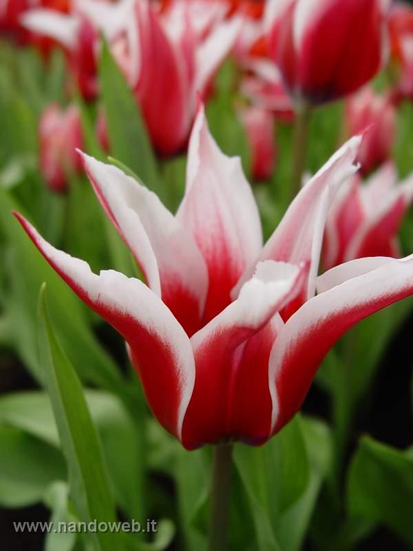 tulipa_akita.jpg