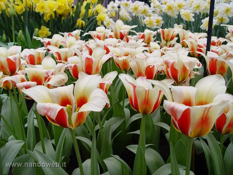 tulipa_greigii_lady_diana_2.jpg