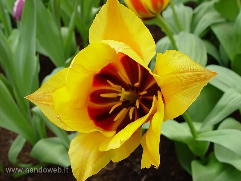 tulipa_greigii_yellow_dawn.jpg