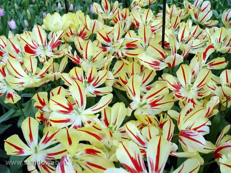 tulipa_triumf_linda_de_mol.jpg