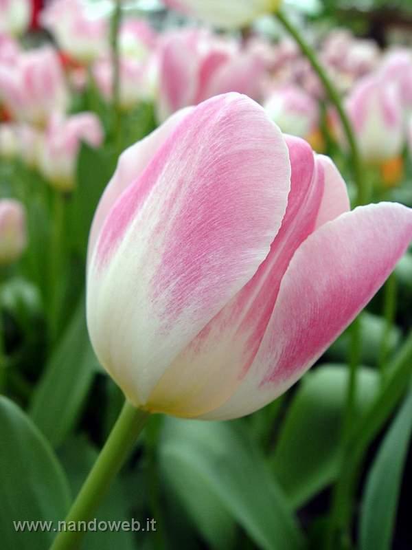 tulipa_triumf_sweety.jpg