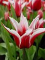 tulipa_akita