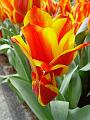 tulipa_greigii_lovely_surprise