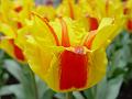 tulipa_greigii_pensacola