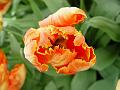 tulipa_prof_rontgen_2