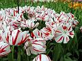 tulipa_triumf_ice_follies