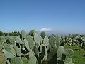 ETNA_E_FICHI_D'INDIA_1