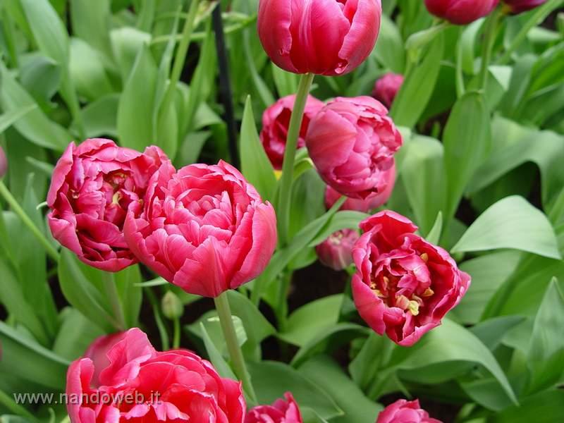 tulipa_double_margarita.jpg