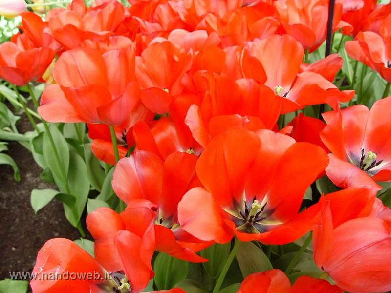 tulipa_double_spryng_2.jpg