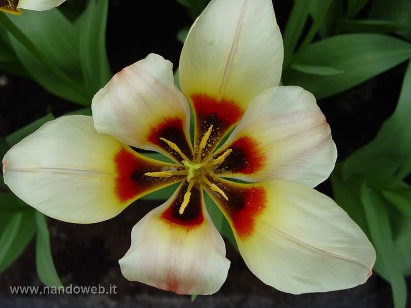 tulipa_greigii_lady_diana.jpg