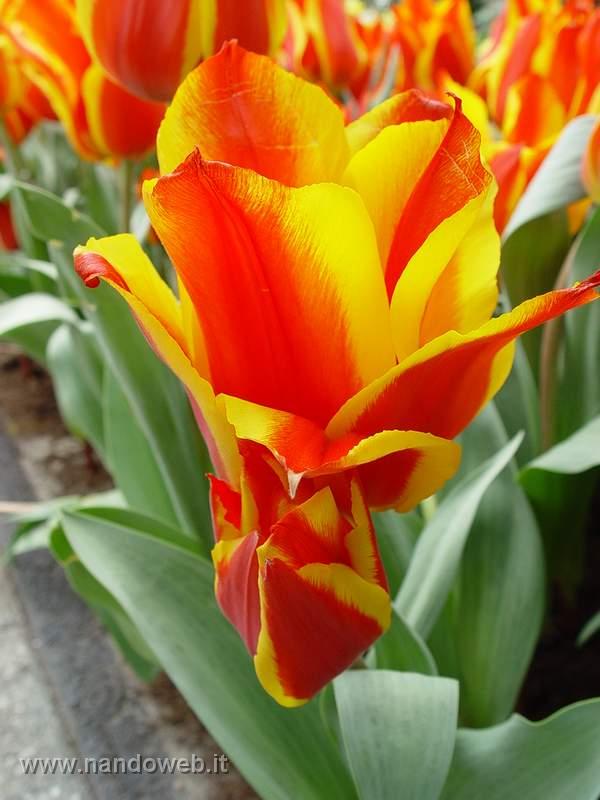 tulipa_greigii_lovely_surprise.jpg