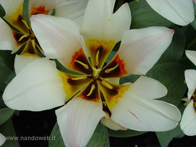 tulipa_greigii_mary_ann.jpg