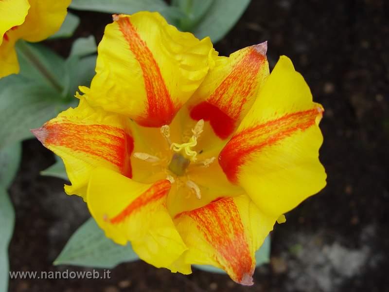 tulipa_greigii_pensacola_2.jpg