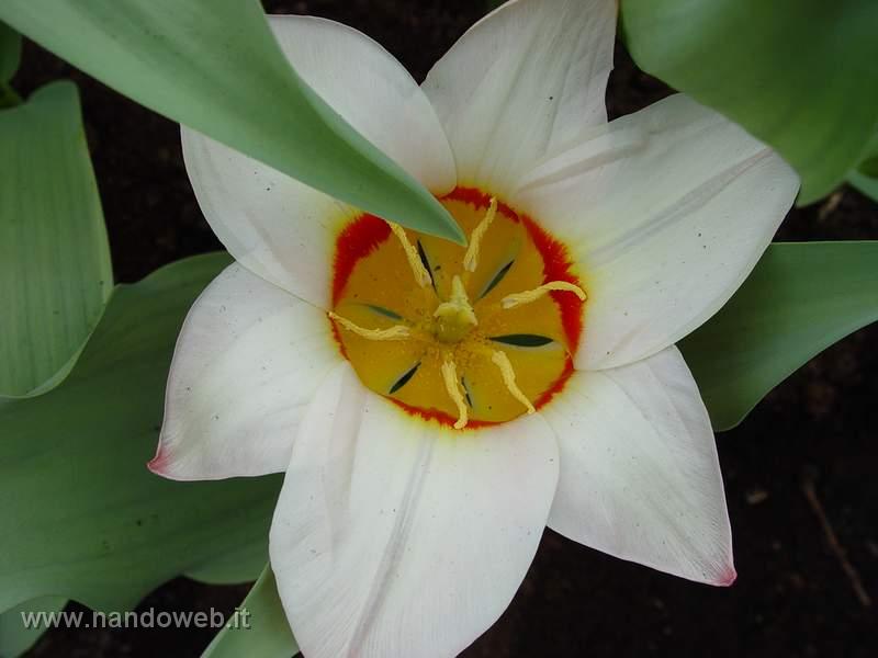 tulipa_kaufmanniana_ancilla_2.jpg