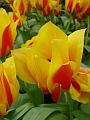 tulipa_greigii_yellow_dawn_2