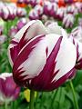 tulipa_triumf_zurel