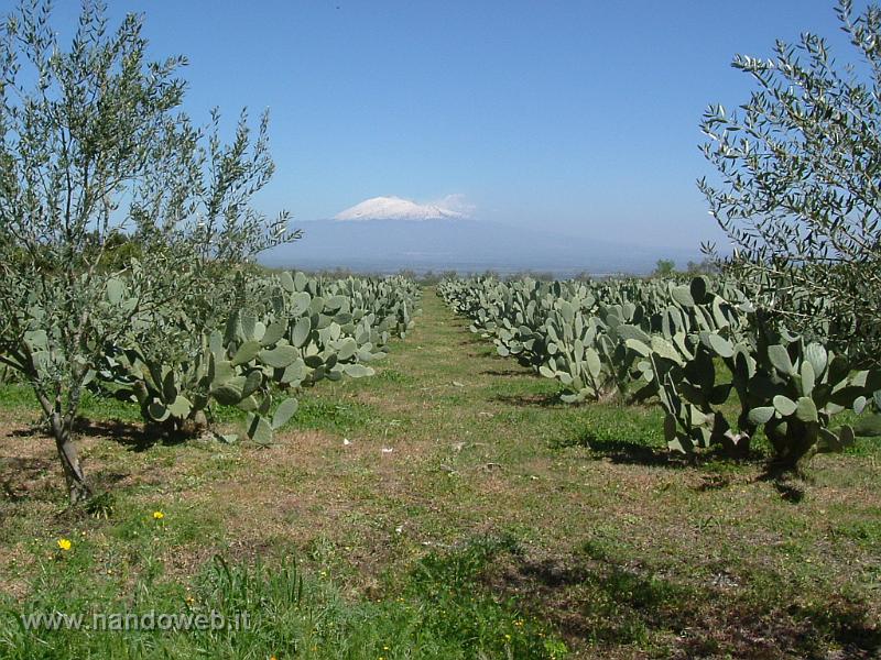 ETNA_E_FICHI_D'INDIA.JPG - L'Etna e i fichi d'india visti da Palagonia