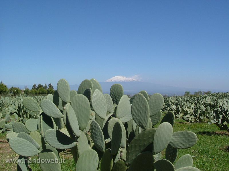 ETNA_E_FICHI_D'INDIA_1.JPG