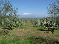 ETNA_E_FICHI_D'INDIA