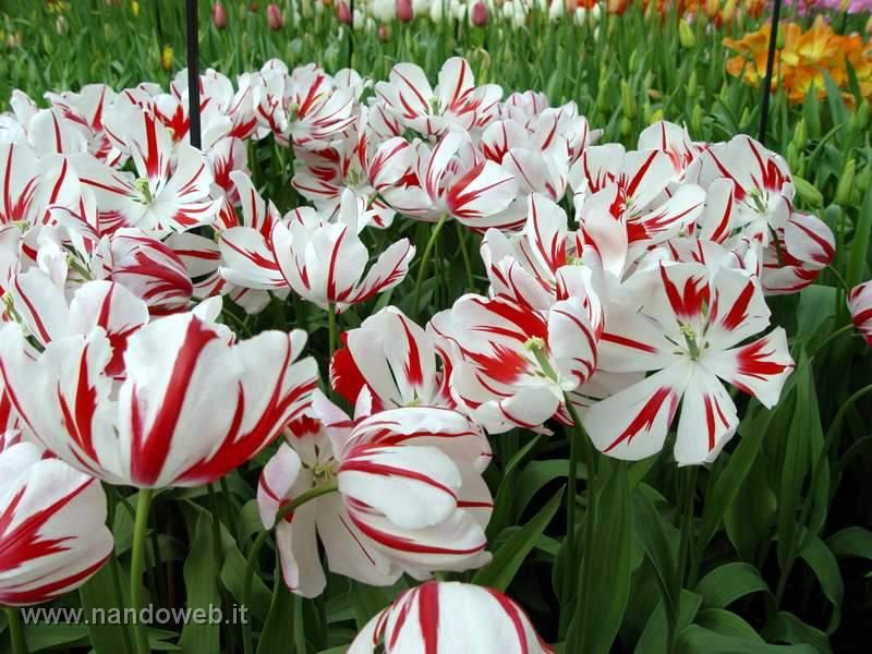 tulipa_triumf_ice_follies.jpg