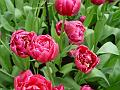 tulipa_double_margarita