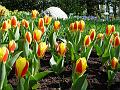 tulipa_greigii_flowerdale