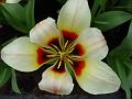 tulipa_greigii_lady_diana