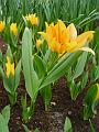 tulipa_praestans_shogun